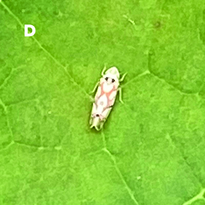 Fig. 02D: Photograph of an adult leafhopper.